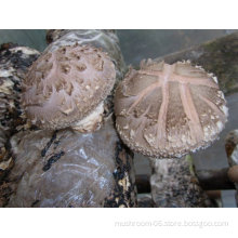 Lentinus edodes(Shiitake) Tea Bag; Mushroom Tea Bag OEM Factory